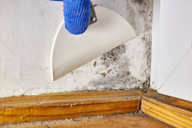 Best Mold Odor Removal Services  in Clarksville, IN